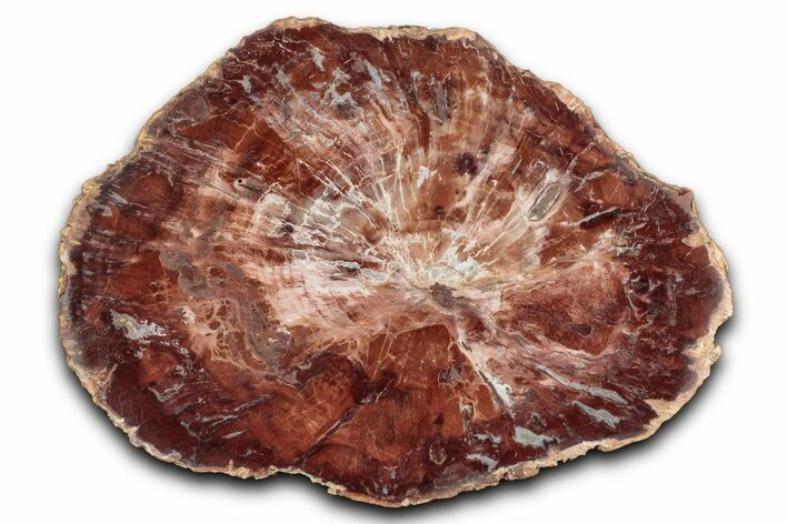 Polished Petrified Wood (Araucaria) Round - Madagascar #344692